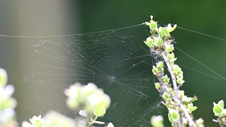 zomaar een web in de zon