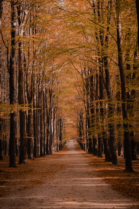 De veluwe