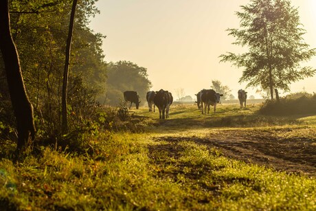 Koeien met zonsopkomst 