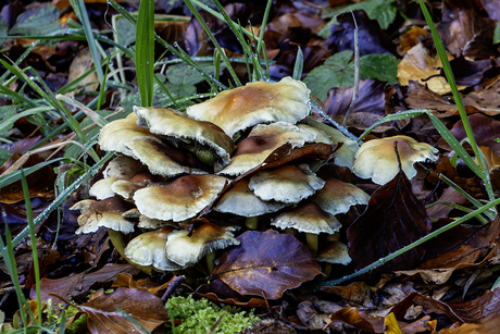 Paddenstoelen