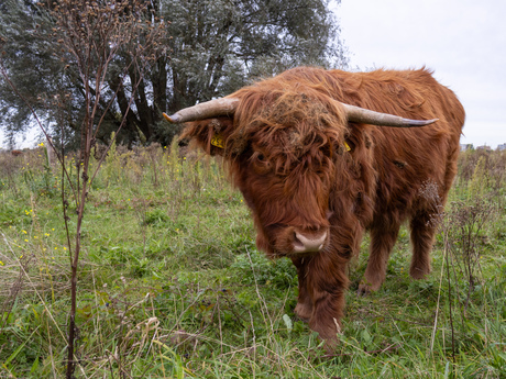 Schotse hooglander