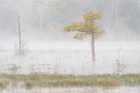 Water Tree