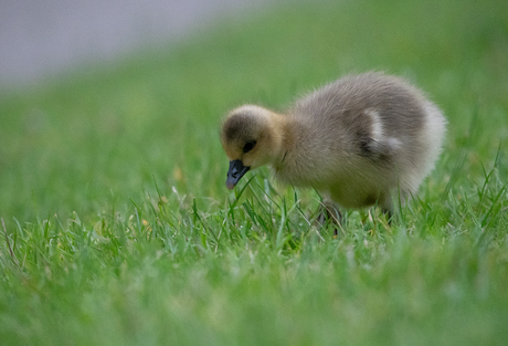 Grauwe gans kuiken