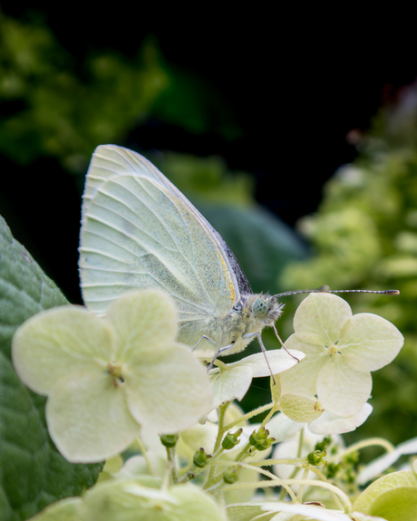 Witje tussen de bloemen