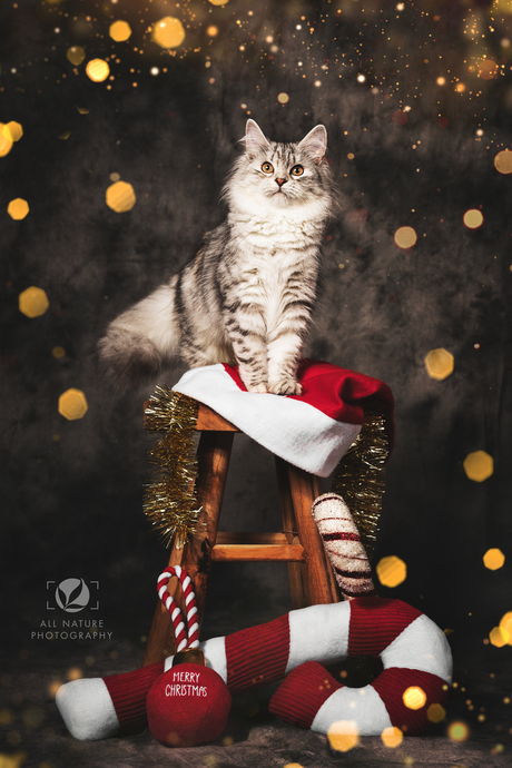 Christmas Kat