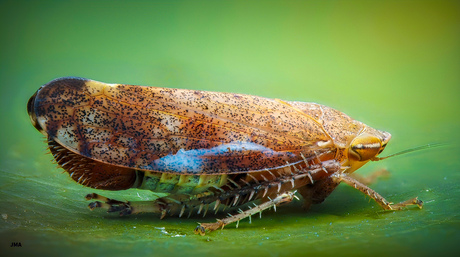 Fieberiella florii 