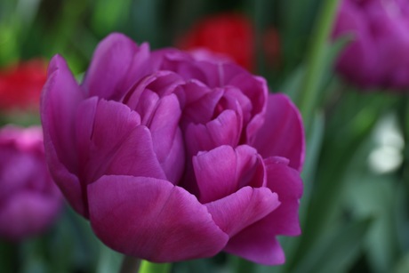 Tulp2