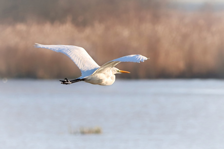 Grote zilverreiger