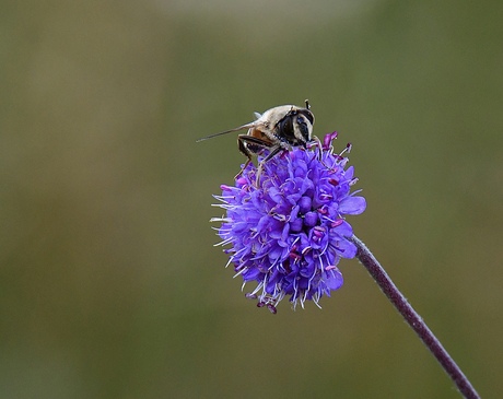 Nectar..