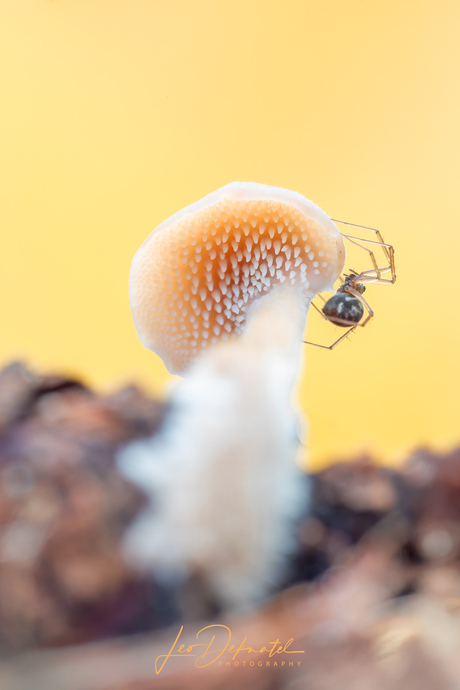 Kleine wereld, groot verhaal