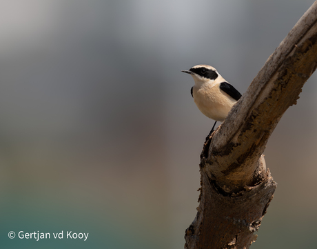 Oostelijke blonde tapuit