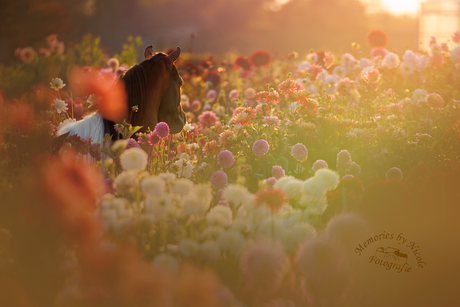 Sunshine