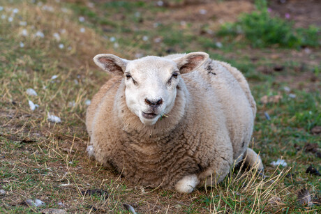 Vrolijk schaap