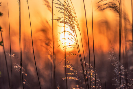 gouden riet