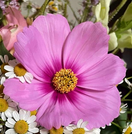 Oktober Pink Ribbon maand.