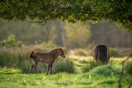 Exmoor pony