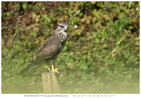 Buizerd
