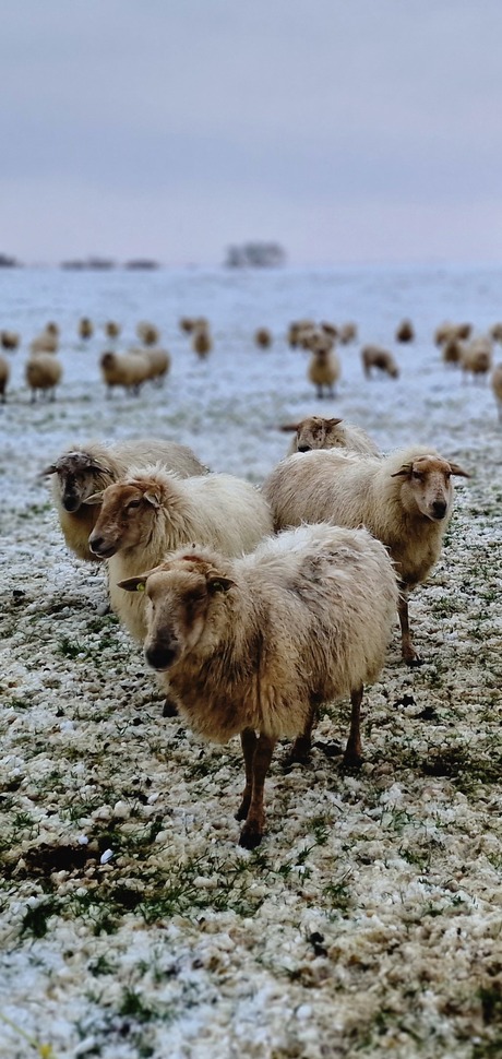 Winterlandschap met schapen 3