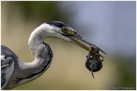 Blauwe reiger