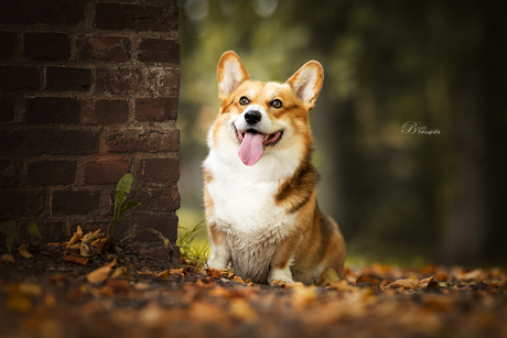 Stoere corgi Jay