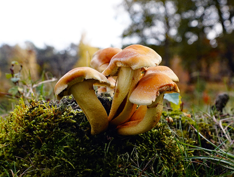 En toch ben ik niet brandbaar