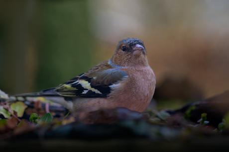 Just a bird