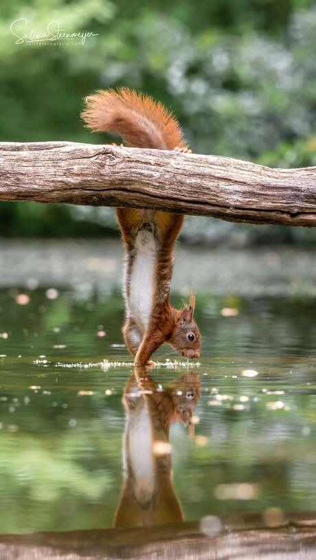 Squirrel 