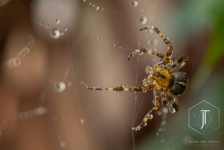 Spider Autumn