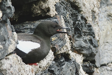 Zwarte zeekoet(juv)