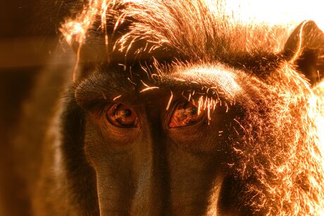 Zwarte kuifmakaak (Macaca nigra) Portret