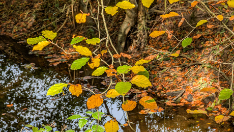 Een paar herfstblaadjes
