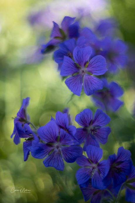 Geranium himalayense..