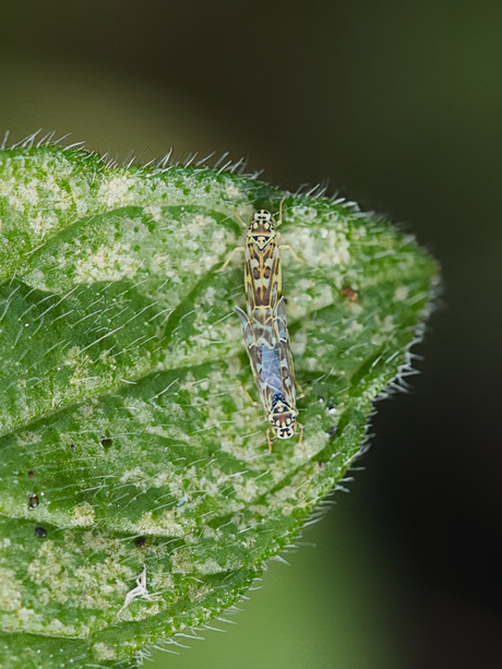 Eupteryx florida (Dwergcicaden)