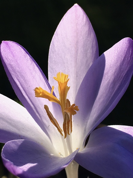 Het gouden hartje van de krokus