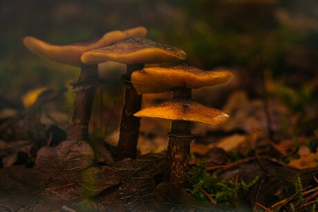 nog wat paddenstoelen