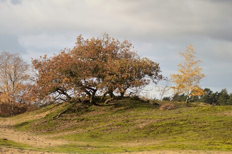 Loonse en Drunense duinen