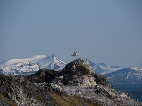 Grote Burgemeester op Spitsbergen (Svalbard)