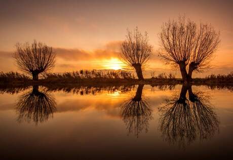 Trees in Golden hour