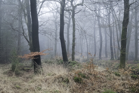Mist in het bos