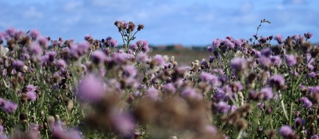 Purple in the sun