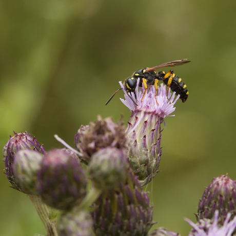 Grote snuittordoder.