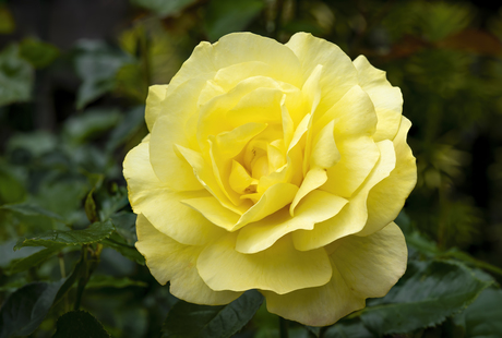 Gele roos Focus Stacking