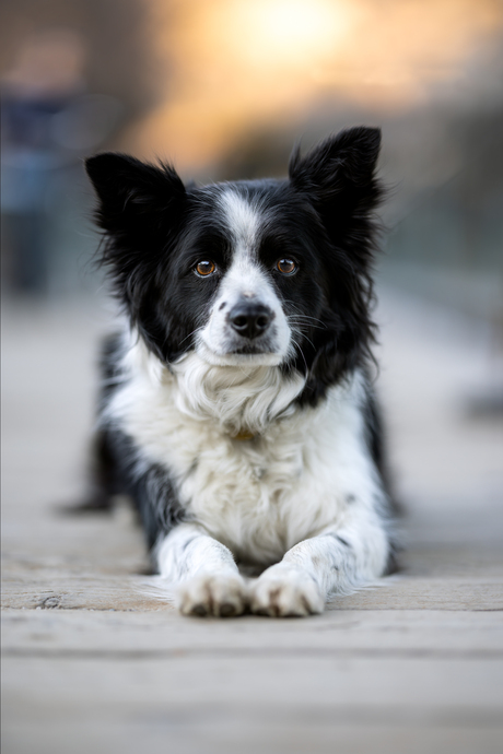 Border Collie Mix