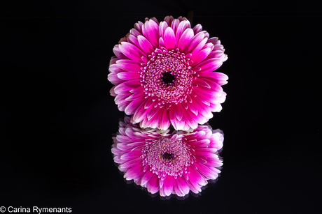 gerbera