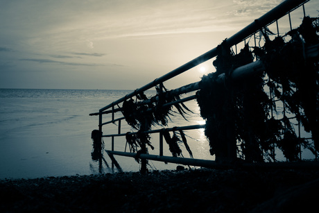 Hekje onder aan de zeedijk bij Harlingen.
