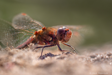 Steenrode heidelibel in november