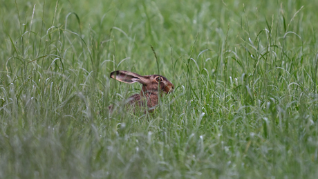 haas in het gras