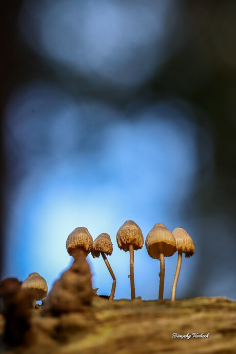 Paddenstoelen 