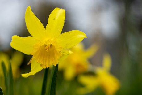 A tulip braving the wind