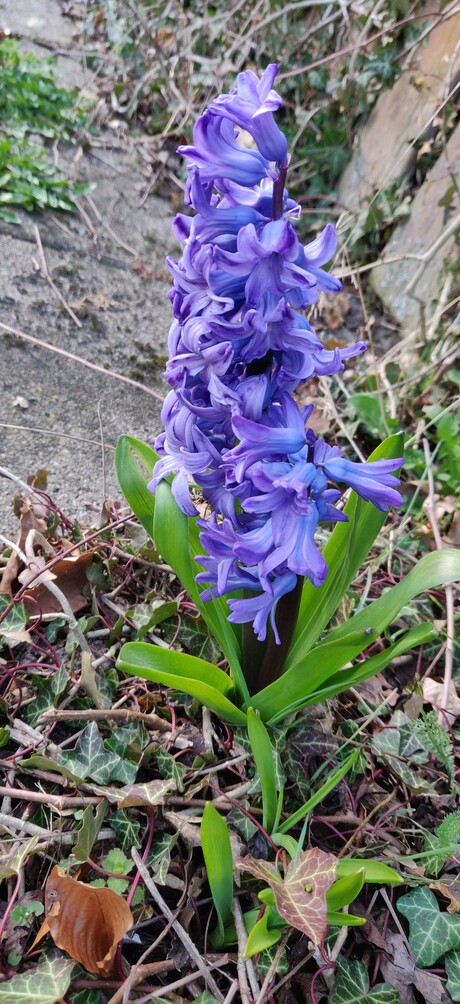 blauwe hyacint